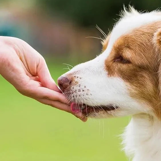 Pet Potty Training Spray